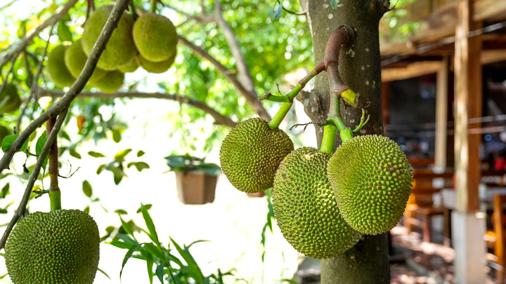 7 Jaw-Dropping Facts about Jackfruits: You Cannot Miss