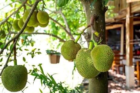 Jackfruit: The Immunity-Boosting Superfood That Even Bollywood Can’t Ignore!