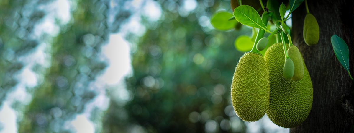 Jackfruit for Weight Loss: Low-Calorie & High-Fiber Benefits
