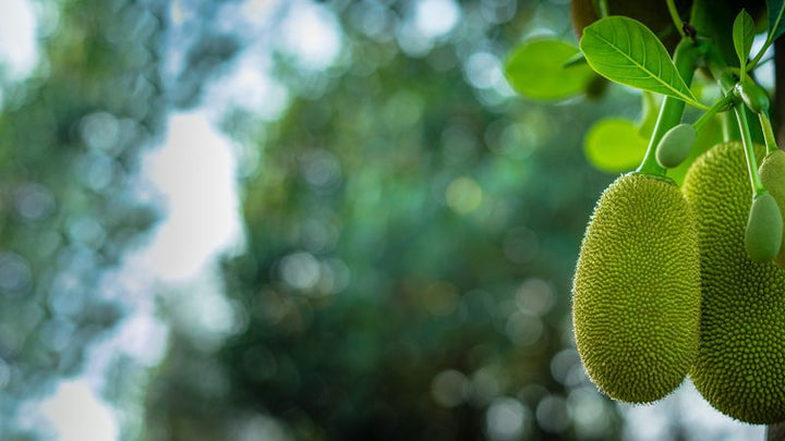 Jackfruit for Weight Loss: Low-Calorie & High-Fiber Benefits